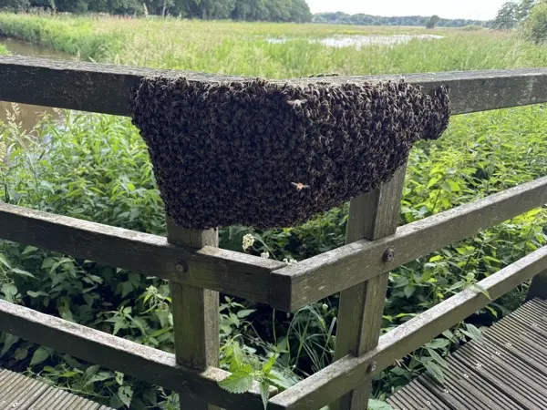 Bijenzwerm op tak
